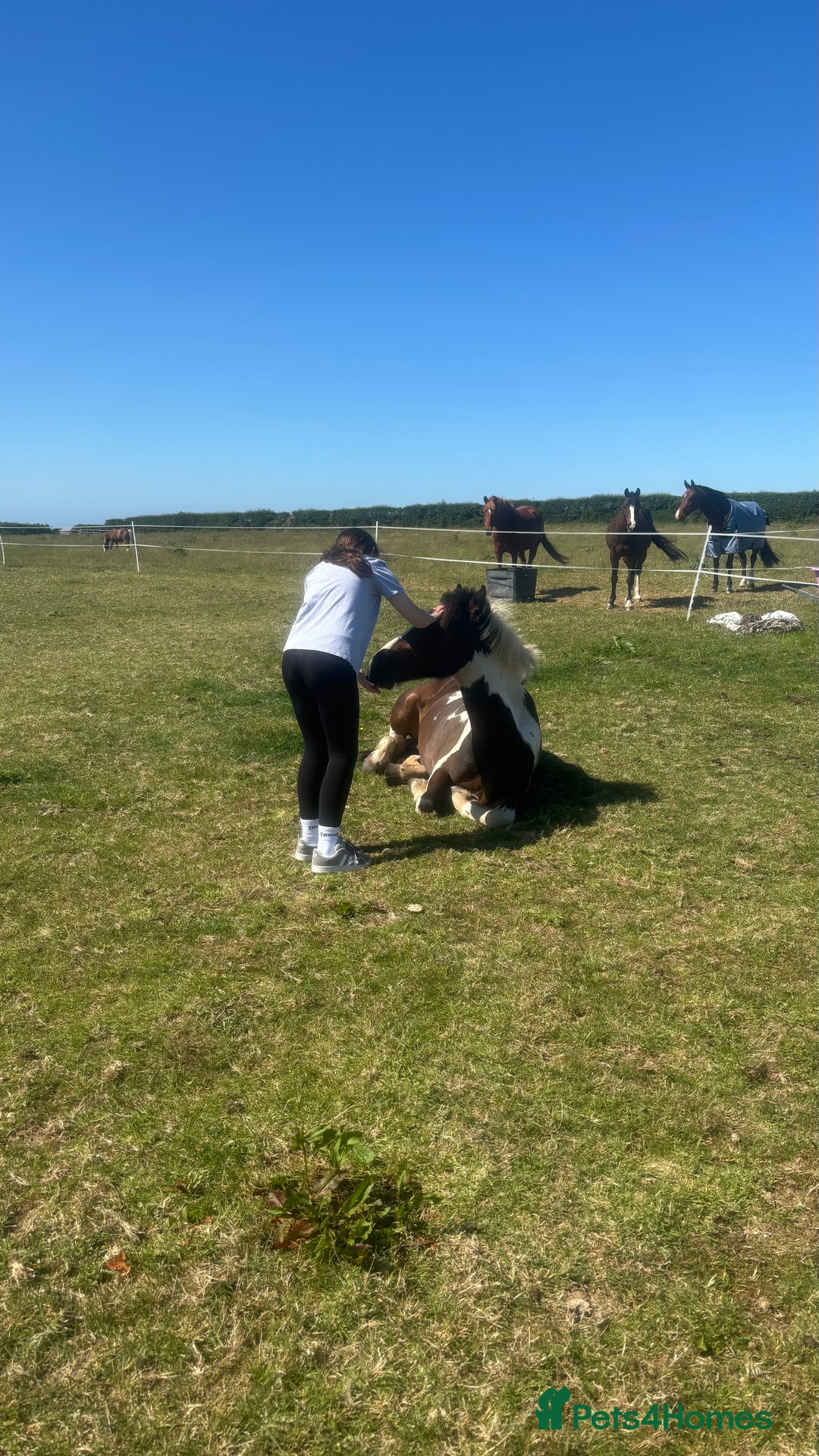 Appaloosa horses for sale: Rodney 14.1/2 2 Year old gelding Appaloosa X Cob - Advert 15