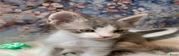 Maine Coon cats for sale: Maine Coon x Persian/Ragdoll Mix - Advert 16