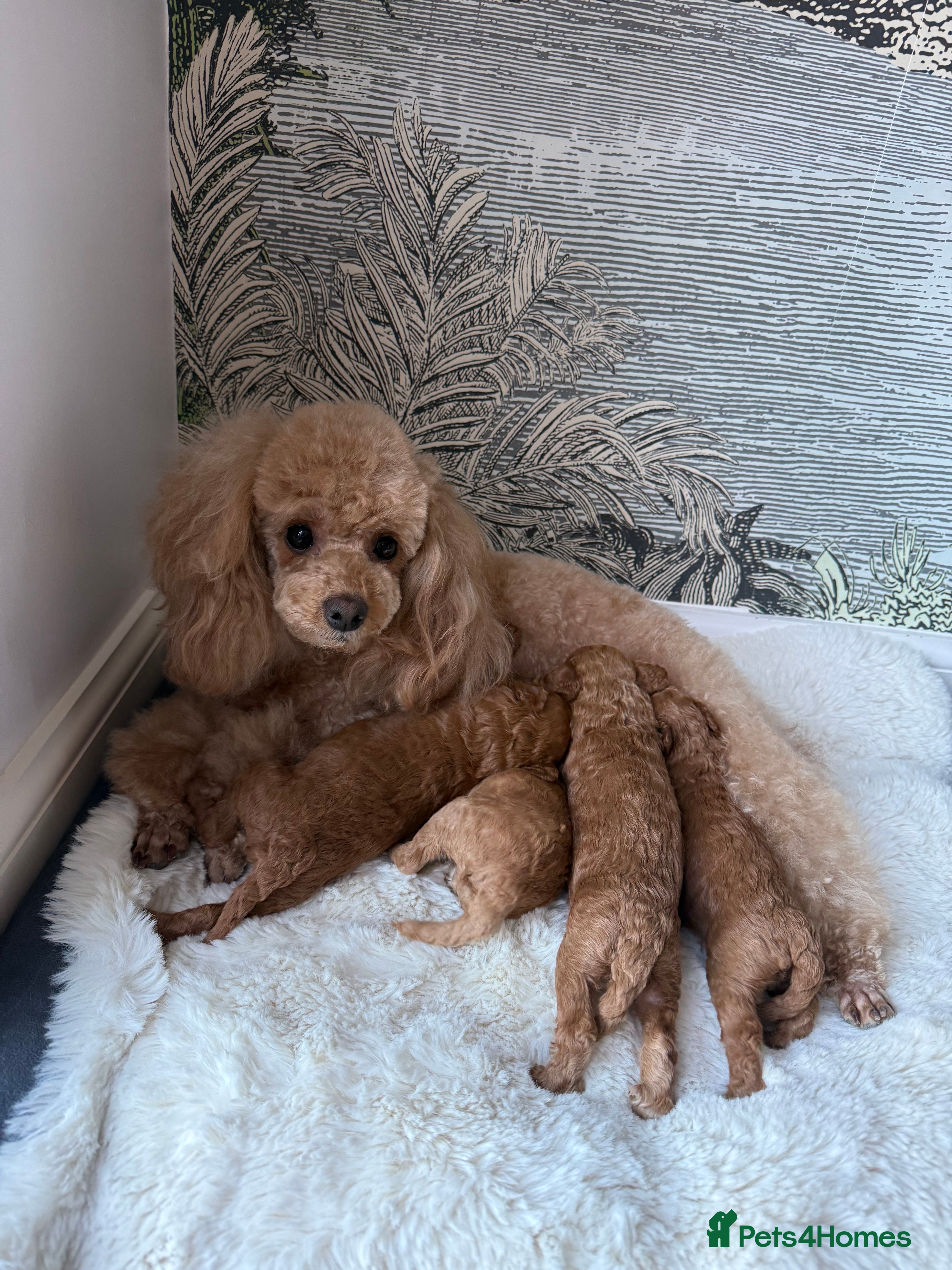 Toy Poodle dogs Adorable toy poodle’s pups  - Advert 1