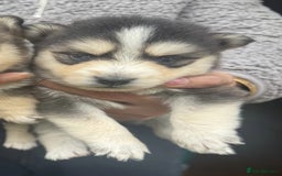 Pomsky dogs for sale: Stunning F4 Pomskies - Image 15