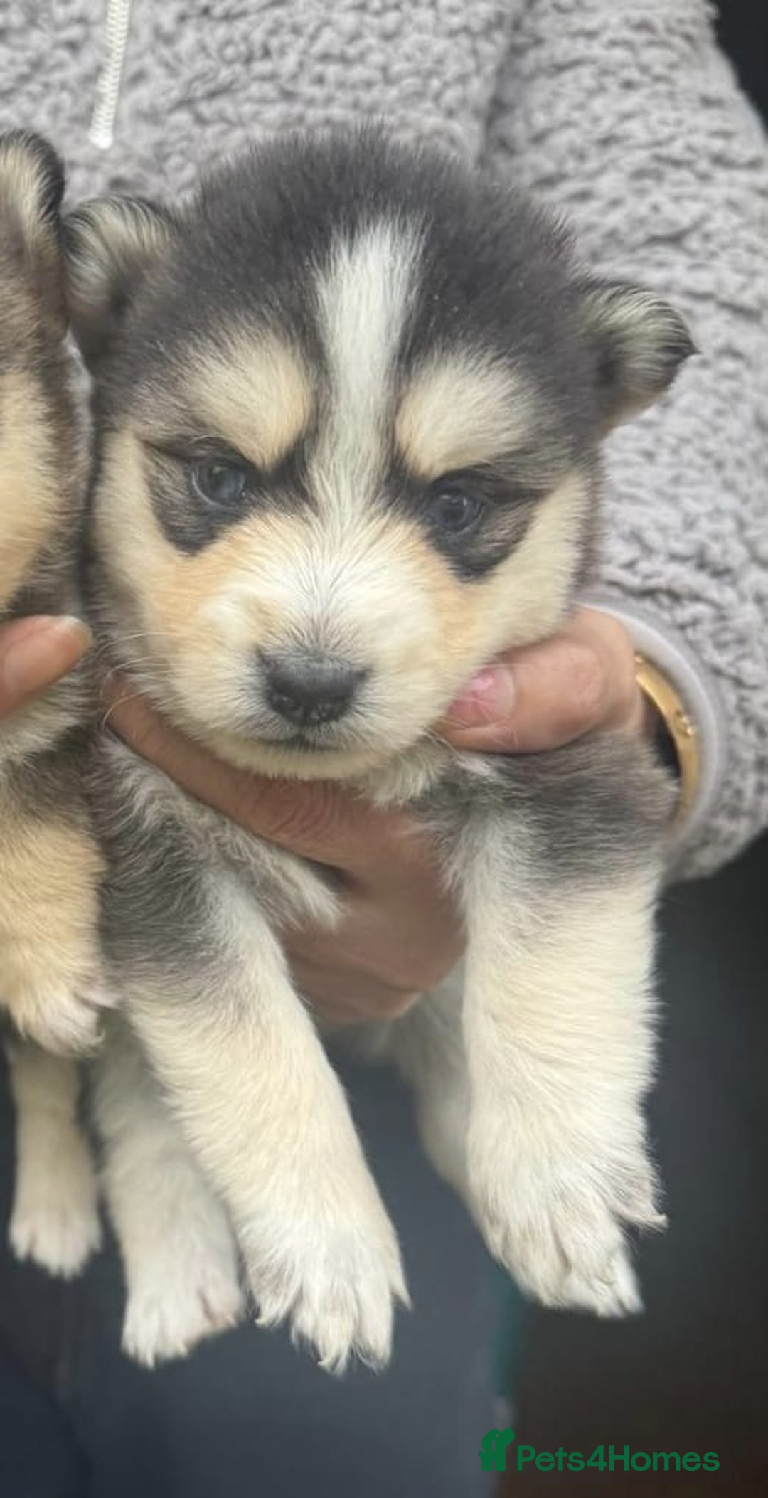 Pomsky dogs for sale: Stunning F4 Pomskies - Image 15