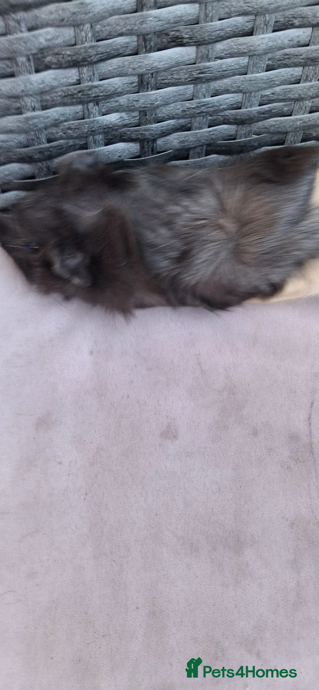 Guinea Pig rodents for sale: Baby girl guinea pigs - Advert 6