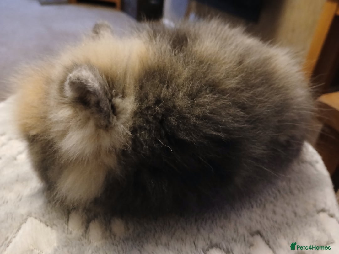 Lionhead rabbits for sale: Stunning DM Lionhead baby rabbits  - Advert 11