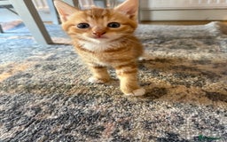 Domestic Shorthair cats for sale: 2 Male kittens - Image 2