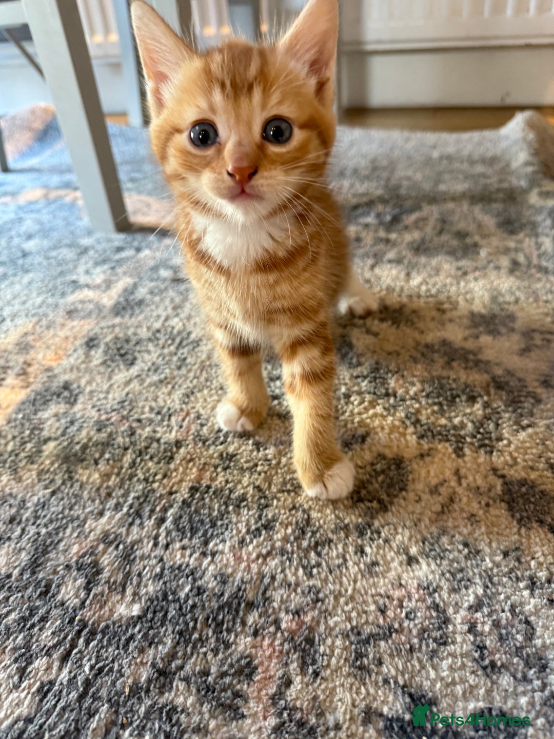 Domestic Shorthair cats for sale: 2 Male kittens - Image 2