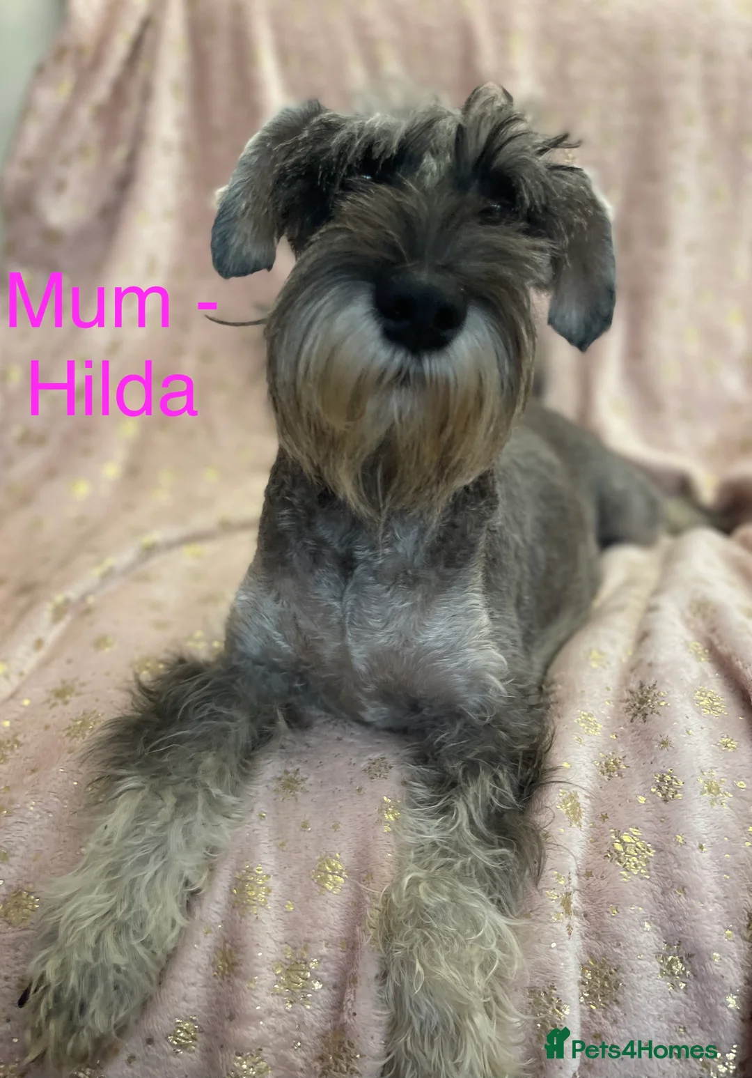 Miniature Schnauzer dogs for sale: One female miniature schnauzer remaining  - Advert 9