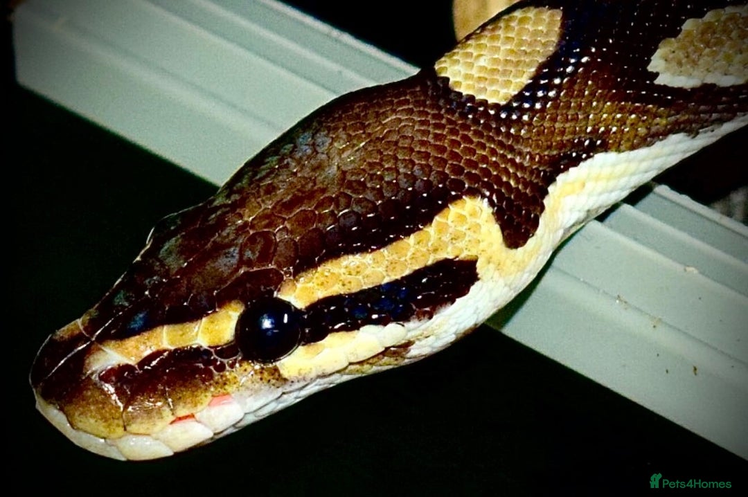 Python Snake reptiles for sale: Ball python Monty  - Advert 9