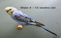 Budgerigars birds for sale: Beautiful baby budgies  - Image 7