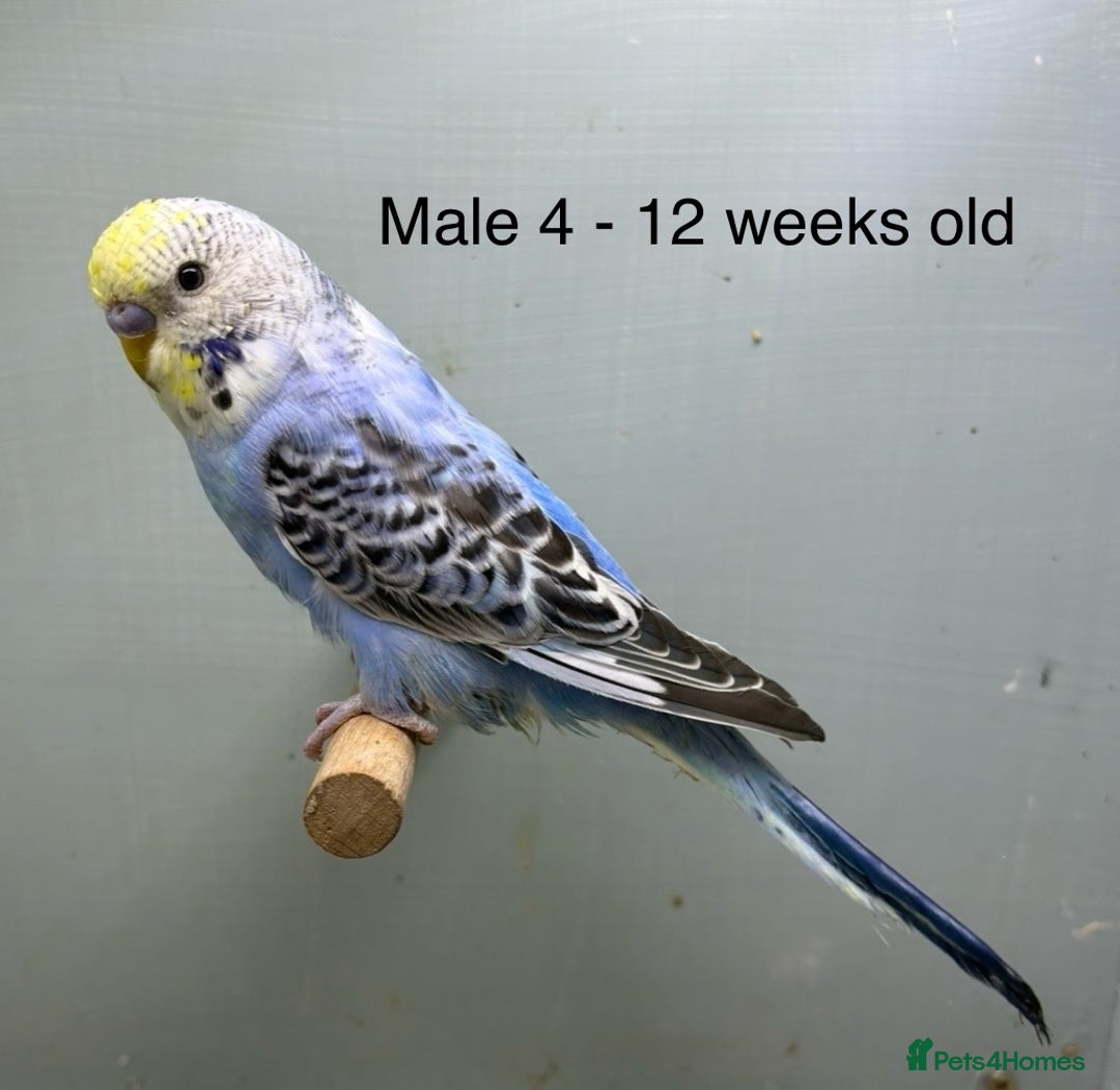 Budgerigars birds for sale: Beautiful baby budgies  - Image 7