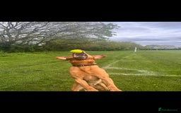 Labrador Retriever dogs for stud: Noah - Fox Red labrador pedigree -For Stud - Image 17