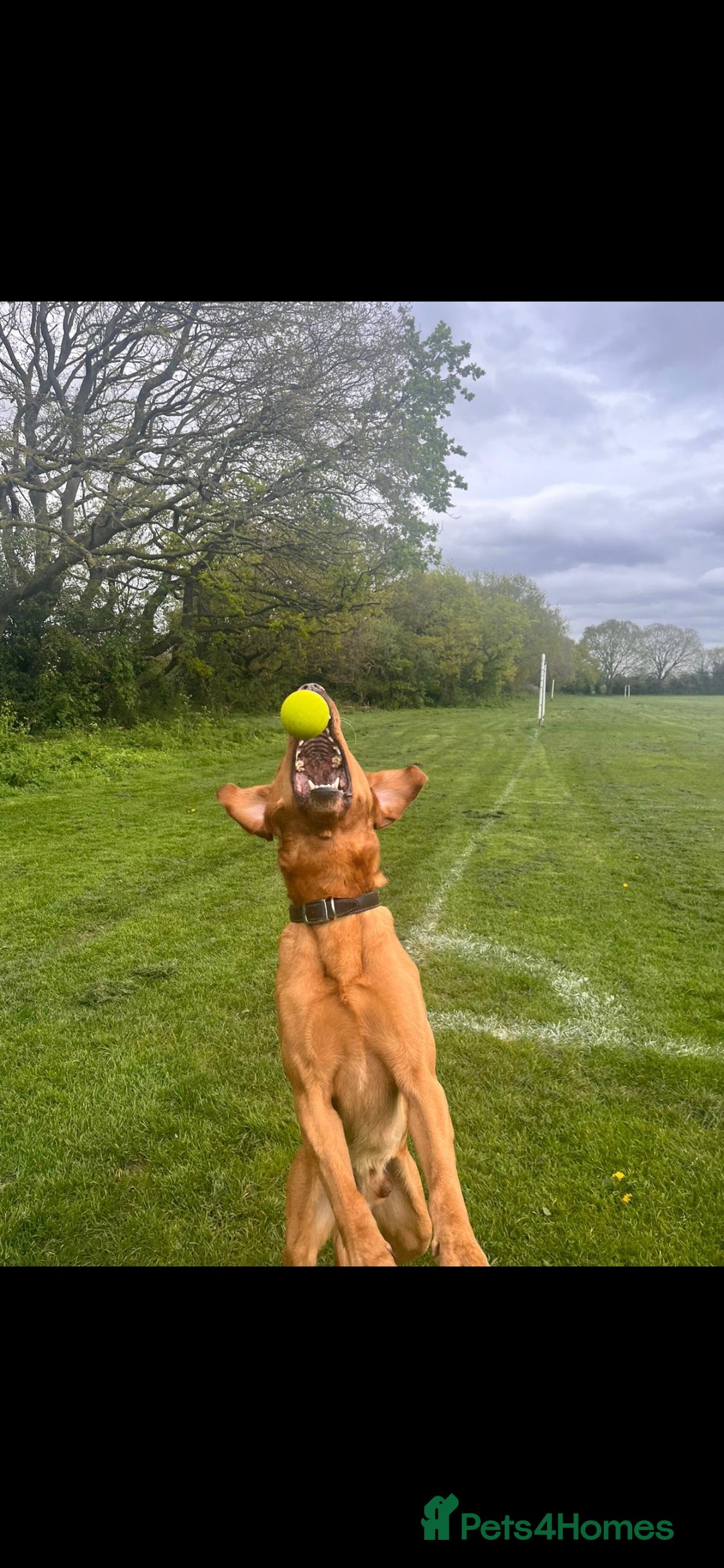 Labrador Retriever dogs for stud: Noah - Fox Red labrador pedigree -For Stud - Image 17