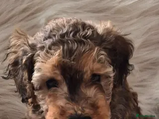 Cockapoo dogs F1B COCKAPOO PUPS (1 MALE LEFT - Advert 1