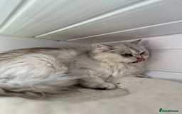 British Shorthair cats for sale: Champions Bloodlines  British and Scottish cats  in Feltham - Image 11