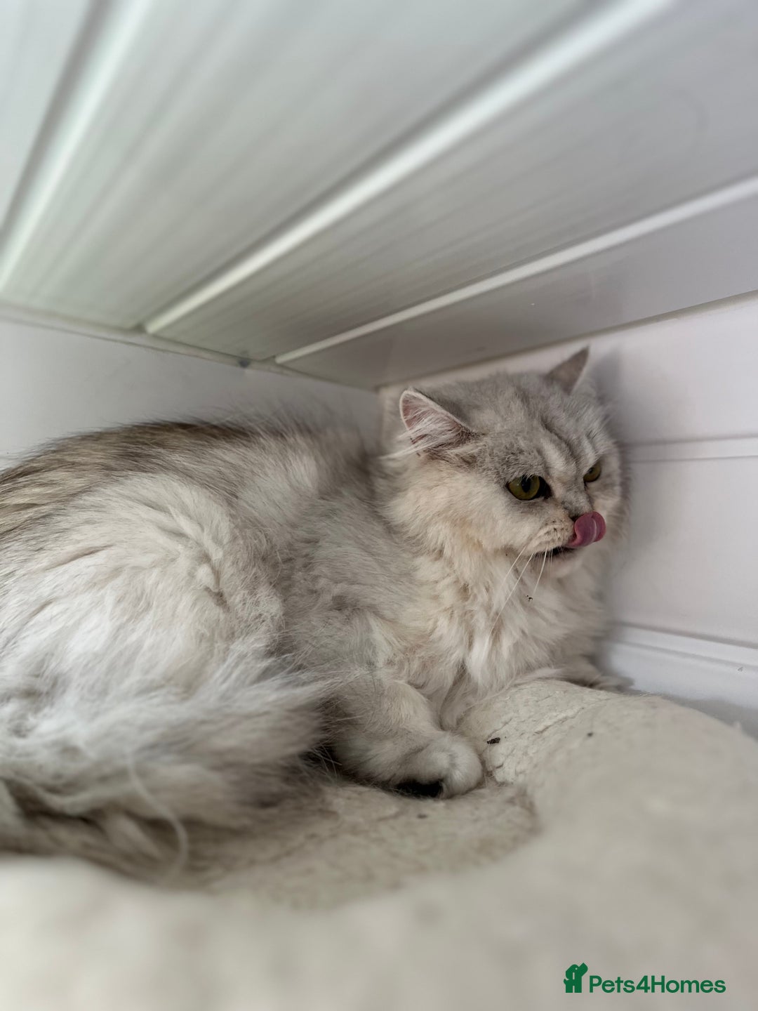 British Shorthair cats for sale: Champions Bloodlines  British and Scottish cats  in Feltham - Image 11