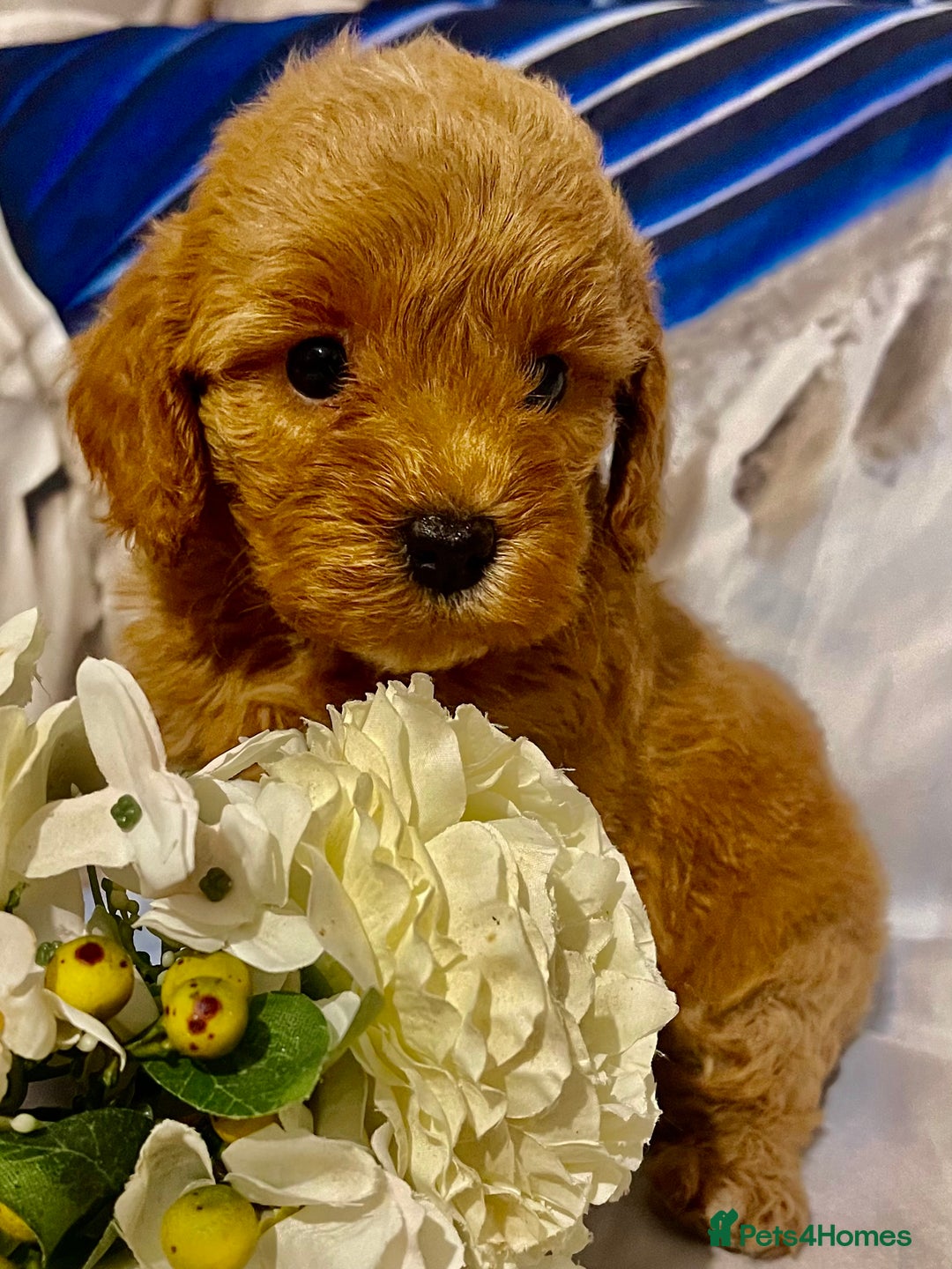 Cavapoo dogs for sale: Red cavapoo’s - Image 5
