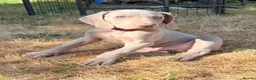 Weimaraner dogs for sale: Handsome male KC Registered Weimaraner pups  - Advert 11