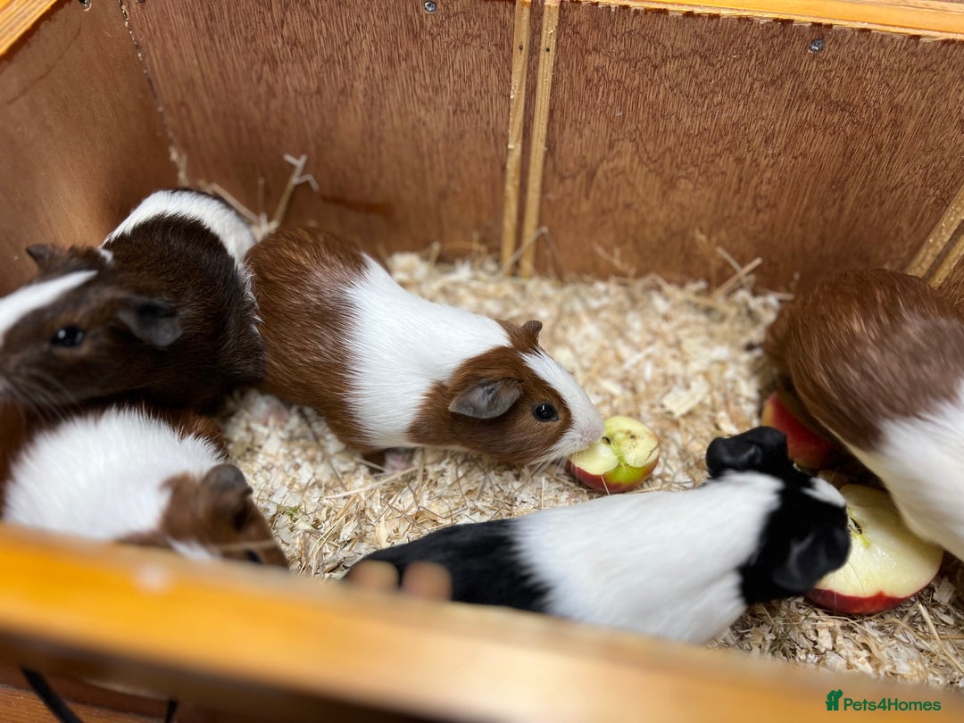 Guinea Pig rodents for sale: Bonded boars/boys - Image 15