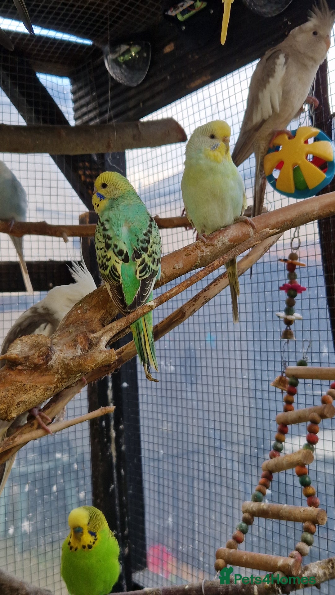Budgerigars birds for sale: Baby budgies for sale from 15th Dec  - Advert 23