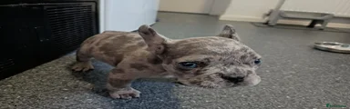 French Bulldog 2