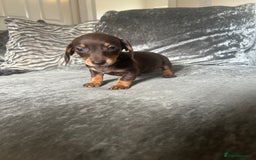 Miniature Dachshund dogs for sale: Miniature daschund puppies  - Image 14