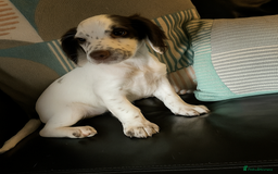 Cocker Spaniel dogs for sale: Working cocker spaniels  - Image 10
