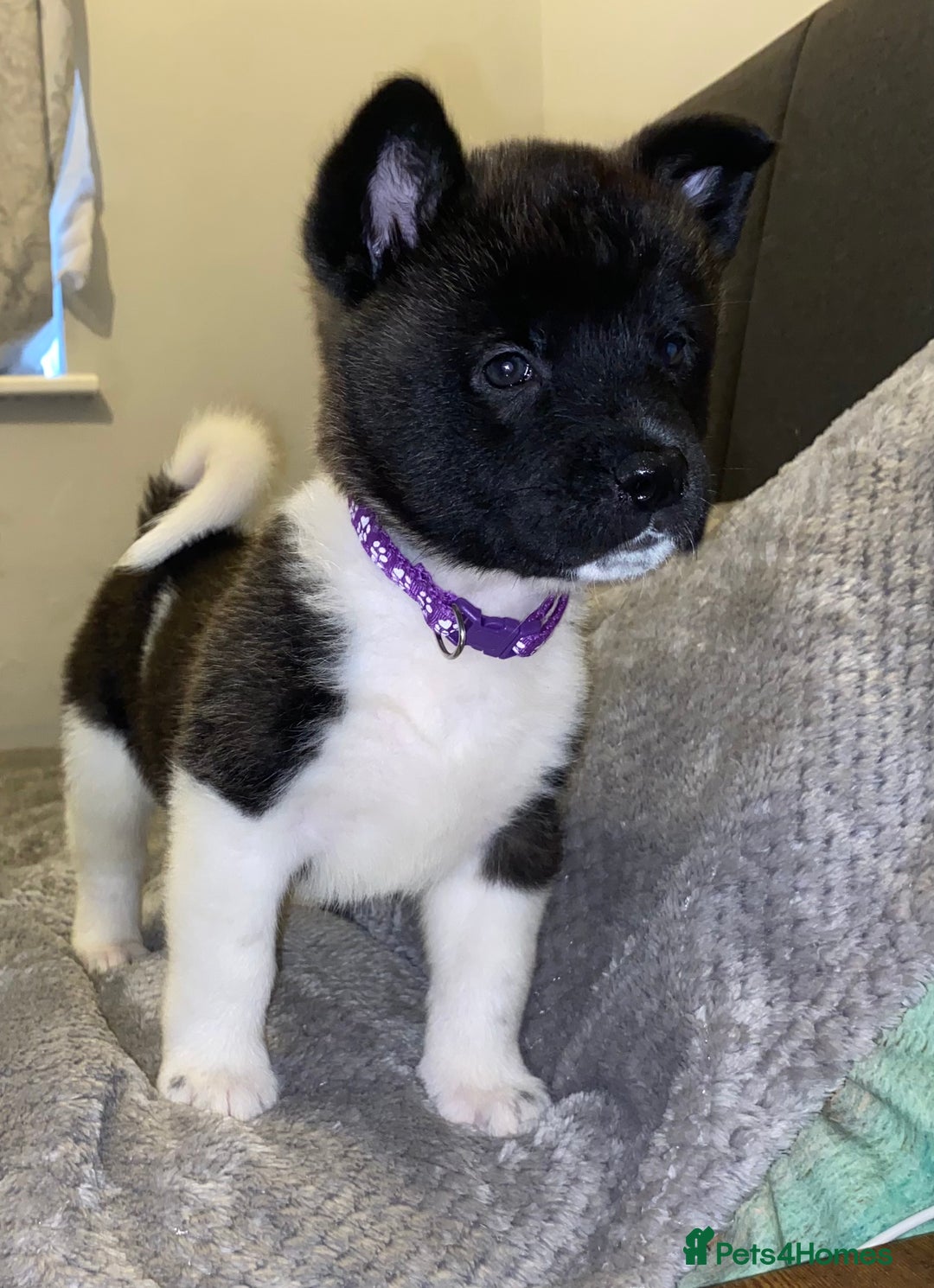 Akita dogs for sale: Beautiful American Akita Puppies 9 Boys 3 Females  - Advert 27