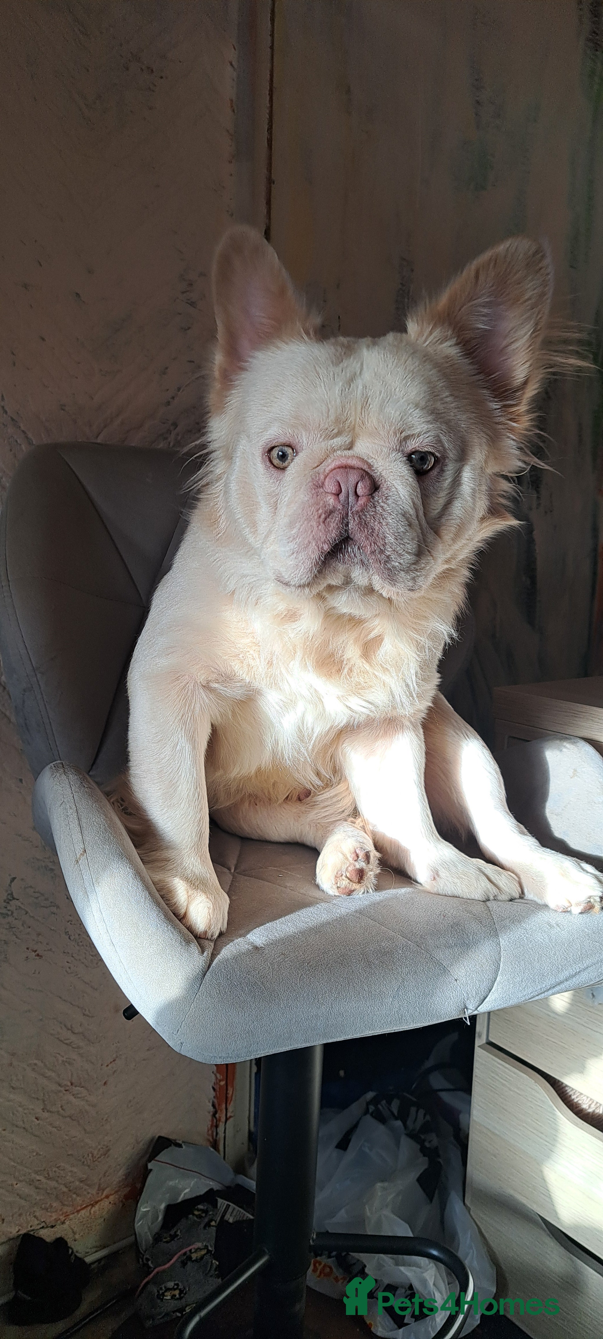 French Bulldog dogs French Bulldog, Platinum - Advert 1