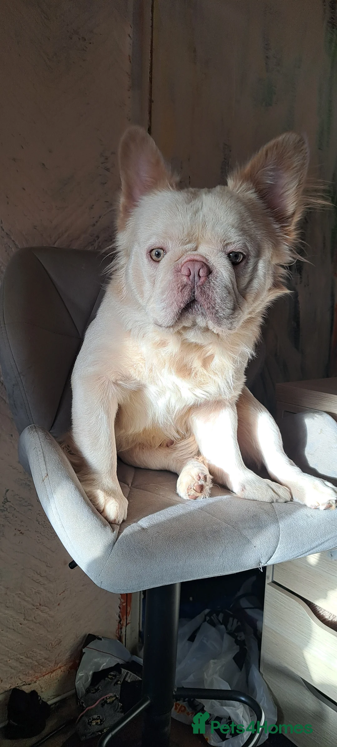 French Bulldog dogs for sale: French Bulldog, Platinum - Advert 1