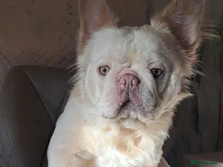 French Bulldog dogs French Bulldog, Platinum - Advert 5