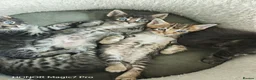 Mixed Breed cats for sale: Stunning 3/4 Maine Coon Kittens  - Advert 2