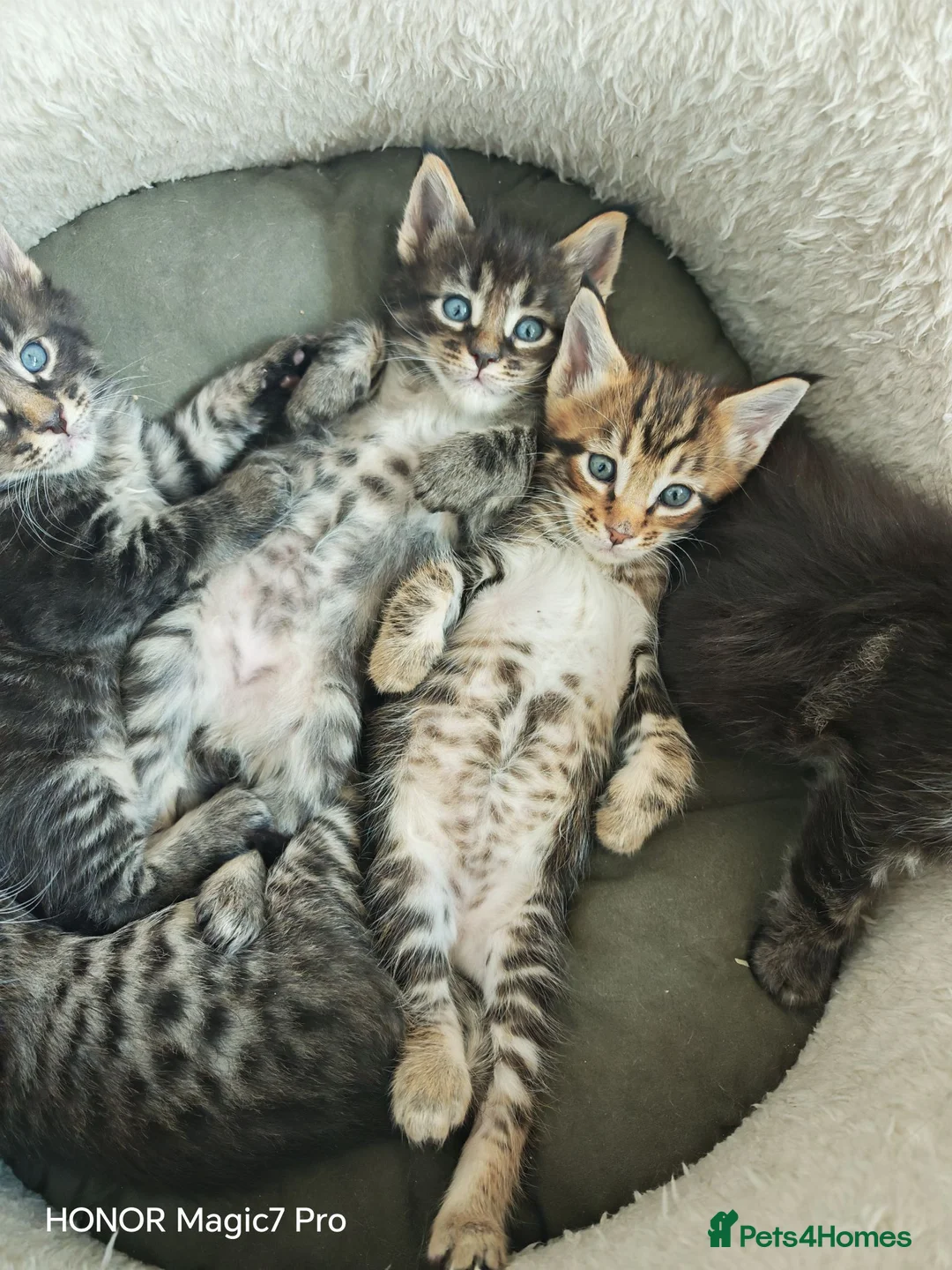 Mixed Breed cats for sale: Stunning 3/4 Maine Coon Kittens  - Advert 2