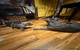 Staffordshire Bull Terrier dogs for sale: Lovely kc reg Staffordshire bull terrier puppies  - Image 16