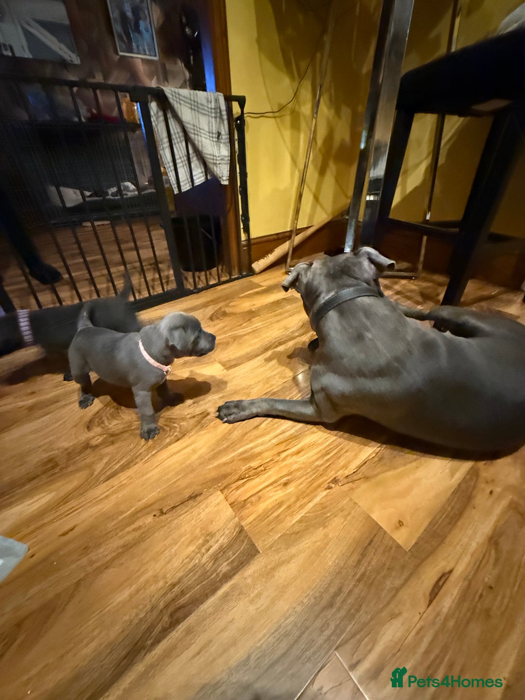 Staffordshire Bull Terrier dogs for sale: Lovely kc reg Staffordshire bull terrier puppies  - Image 16