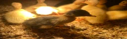Mixed Breed poultry for sale: Day old ducklings and other poultry available - Advert 11