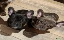 French Bulldog dogs for sale: Loving home needed - Image 11