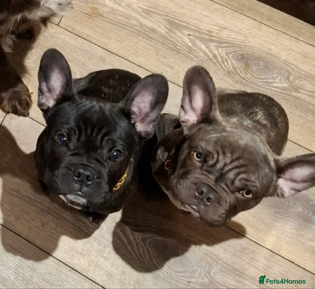 French Bulldog dogs for sale: Loving home needed - Image 11