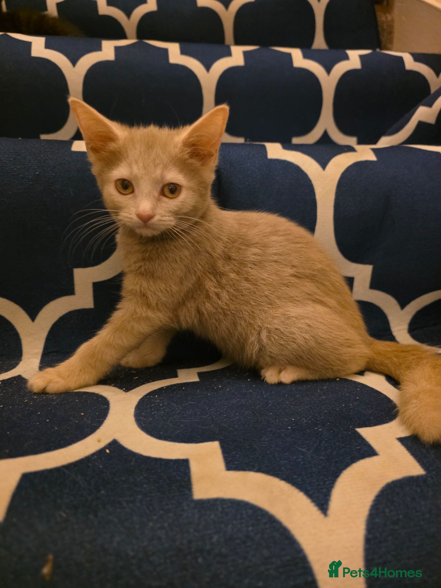 Mixed Breed cats Kittens looking for happy families  - Advert 1