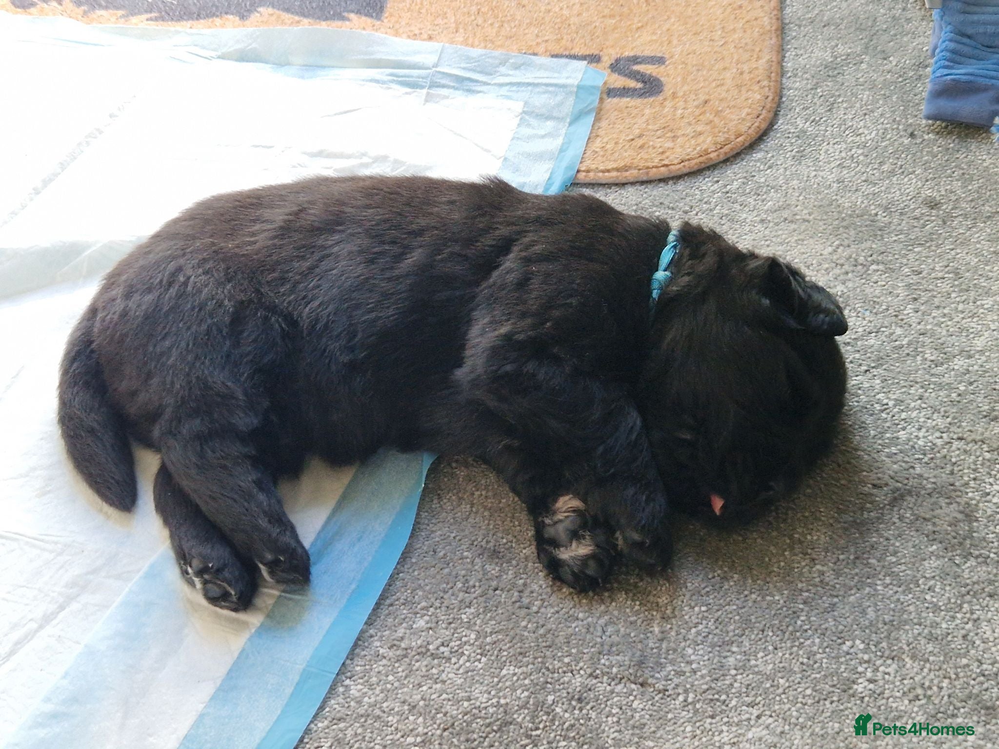 Newfoundland dogs KC Registered Black Newfoundland Puppies  - Advert 1