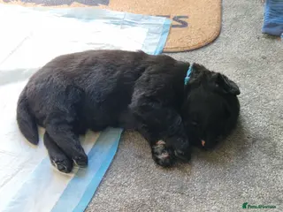 Newfoundland dogs KC Registered Black Newfoundland Puppies - Advert 3