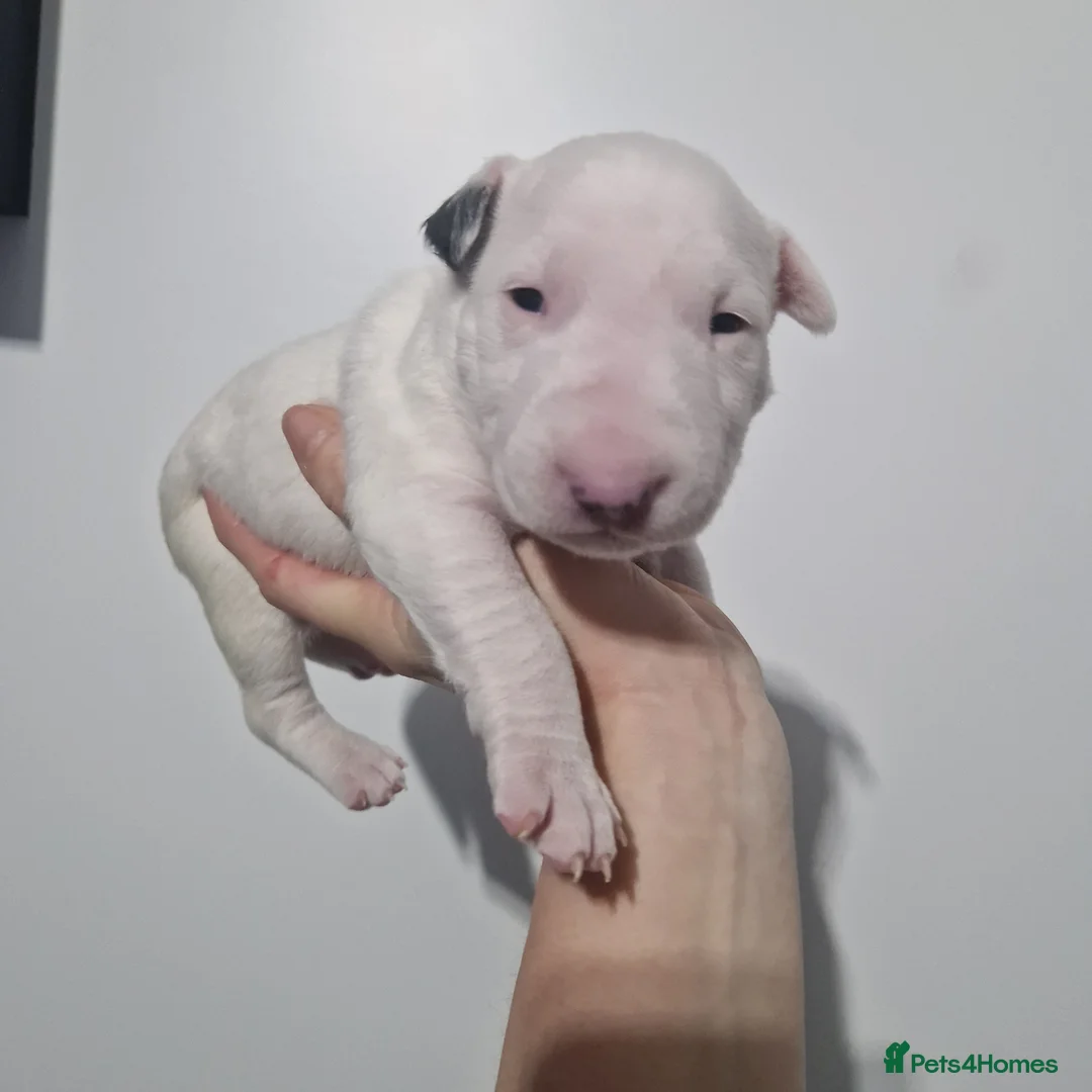 Bull Terrier dogs for sale: Bullterrier  - Advert 5