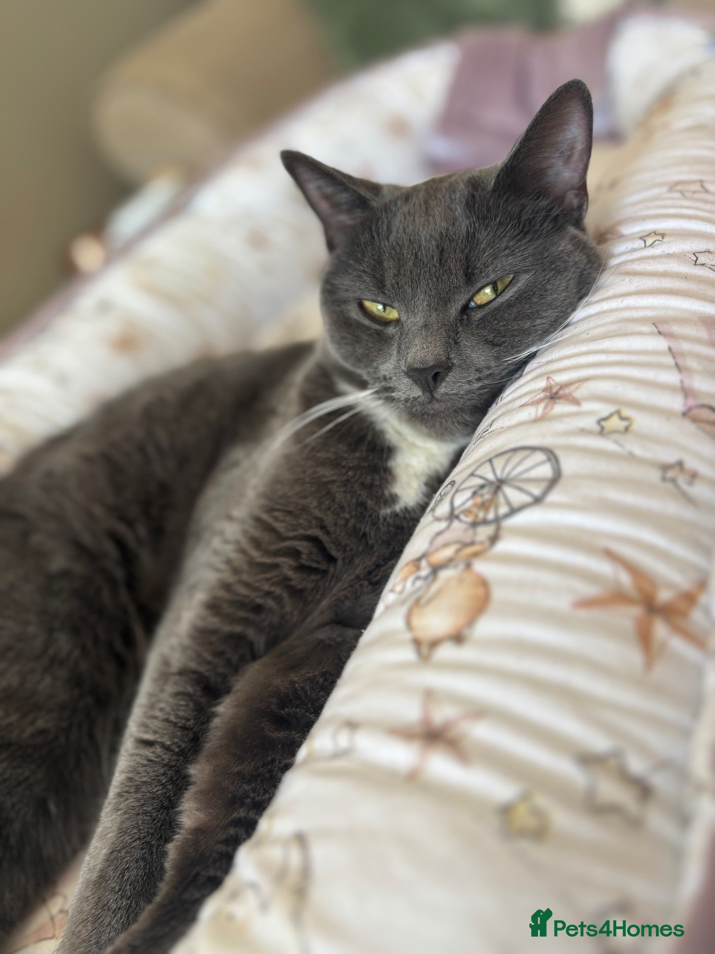 Mixed Breed cats 1 year old female cat - Advert 4