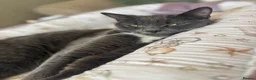 Mixed Breed cats for sale: 1 year old female cat - Advert 1