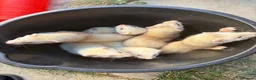 Ferret rodents for sale: Ferret kits, mixed colours  - Advert 7