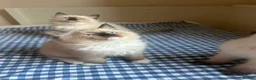 Ragdoll cats for sale: GCCF Adorable ragdoll kittens ready to gohome now - Advert 11