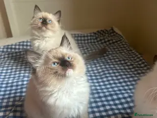 Ragdoll cats GCCF Adorable ragdoll kittens ready to gohome now - Advert 2