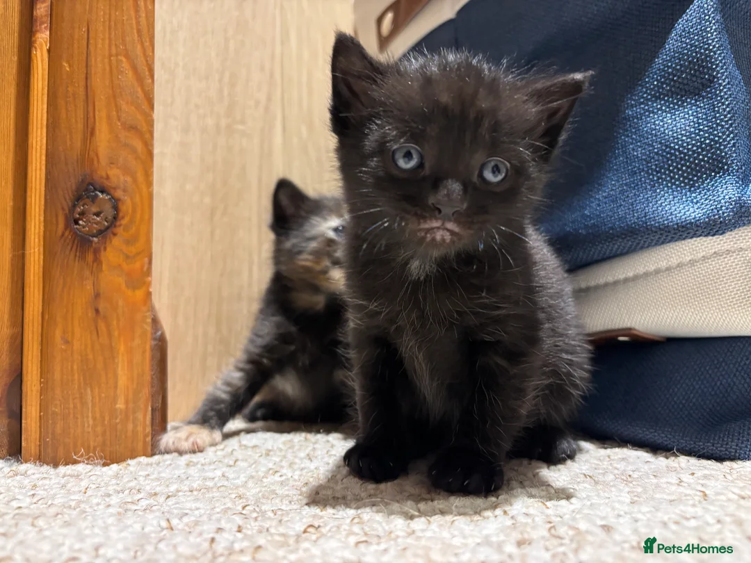 Domestic Shorthair cats for sale: Litter of kittens - Advert 22