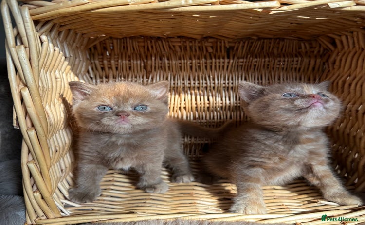 British Shorthair cats - Advert 2