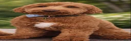 Australian Labradoodle dogs for sale: WAITING LIST Australian Labradoodles - RED - Advert 15