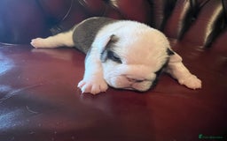 English Bulldog dogs for sale: English bulldogs - Advert 40