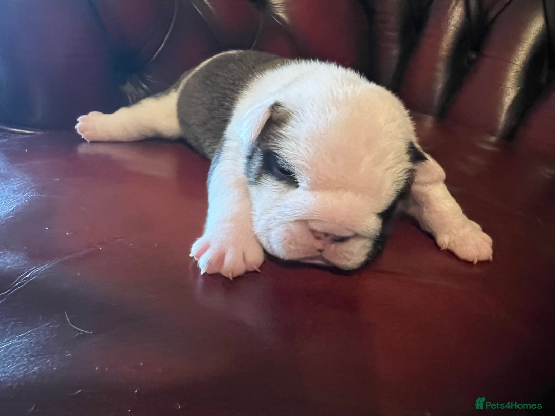English Bulldog dogs for sale: English bulldogs - Advert 40